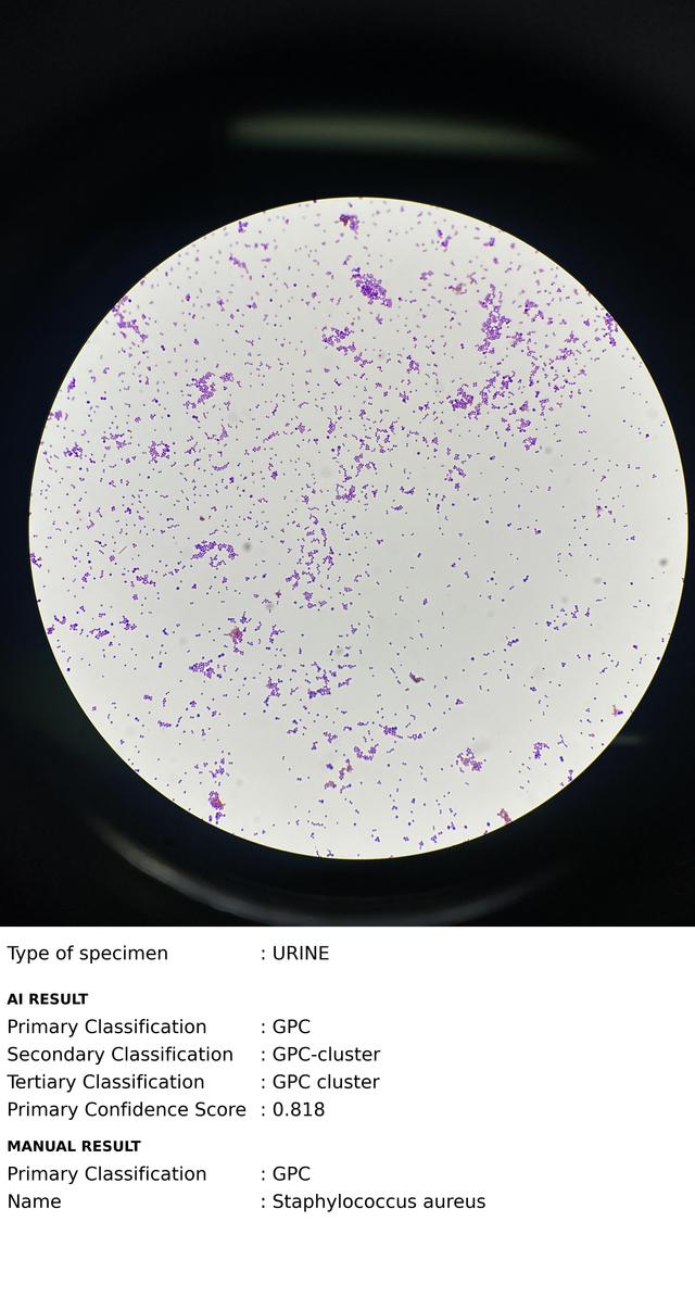 Manually Adjusted Sample Image