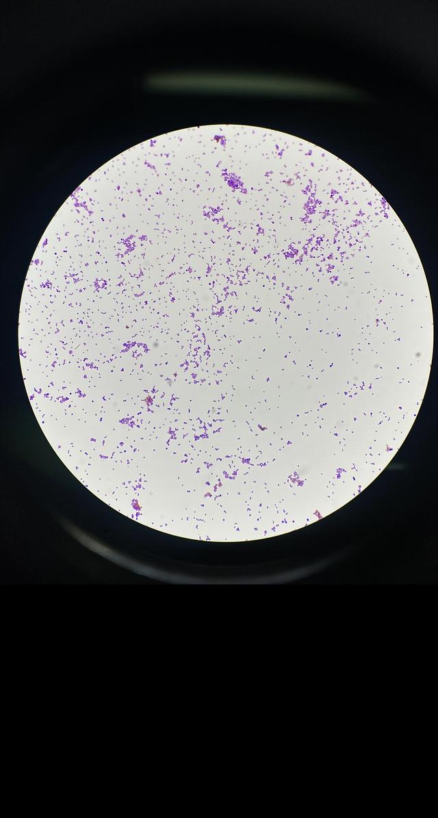 Original Sample Image