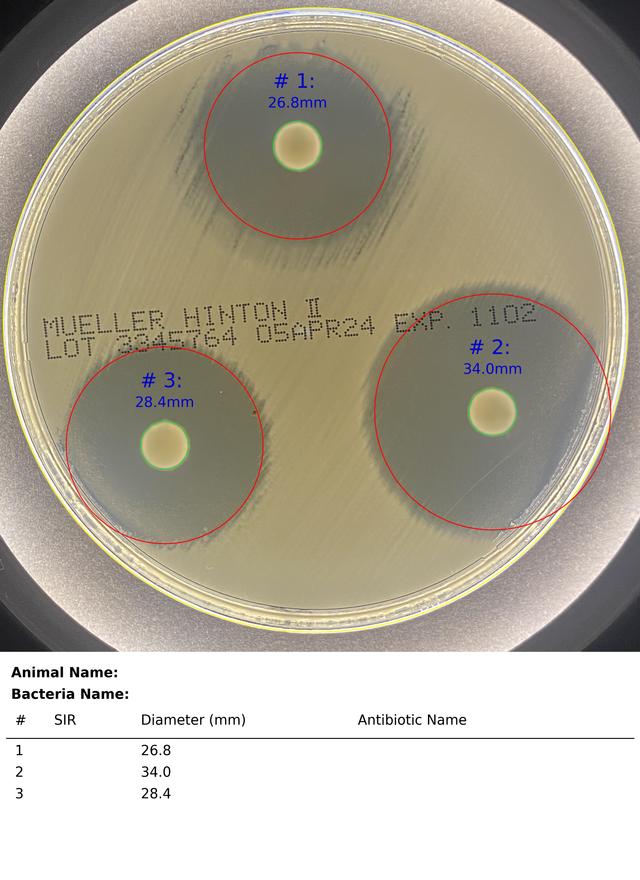 Sample Output for ZOI-Pro